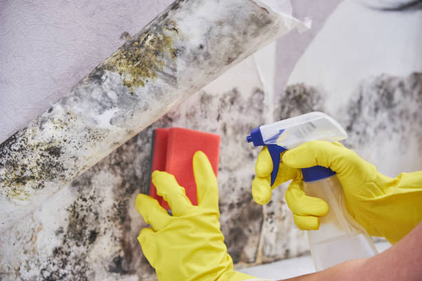 Best Residential Mold Inspection & Testing  in Olympia, SC